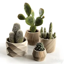 Cactus collection